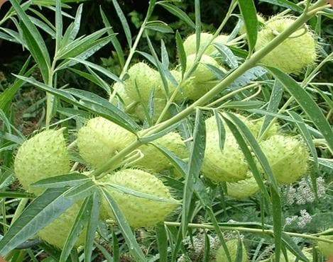 Balloon Plant Milkweed, ( Asclepias physocarpa ) Tender Perennia - Caribbeangardenseed