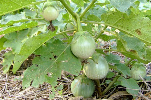 Round GREEN" Thai Baby Eggplant Seeds " Asian Vegetable - Caribbeangardenseed