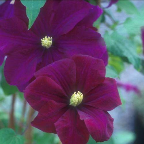 Clematis Warsaw Nike- Starter Plant, LIVE PLANT - Caribbeangardenseed