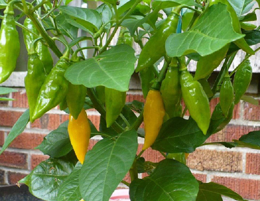 BENI HIGHLANDS Pepper Seeds (OG),Capsicum chinense - Caribbeangardenseed