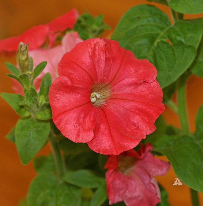 Petunia flowers seed, Fire Chief, Fragrant, Groundcover - Caribbeangardenseed