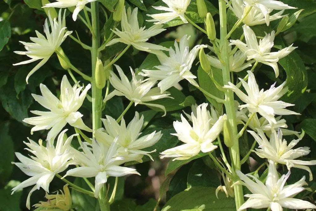 Camassia leichtlinii ' Alba' - Wild Hyacinth Bulbs - Caribbeangardenseed