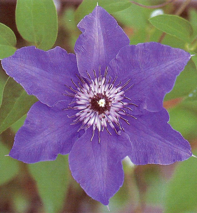 Clematis Blue Climador, (Dormant Bare Roots) Large-flowered Vine, queen of climbers, Perennial, - Caribbeangardenseed