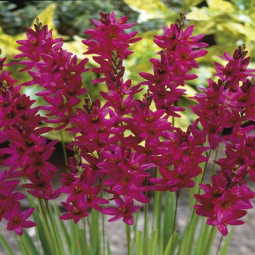 African Lily Bulbs, Ixia RED - Caribbeangardenseed
