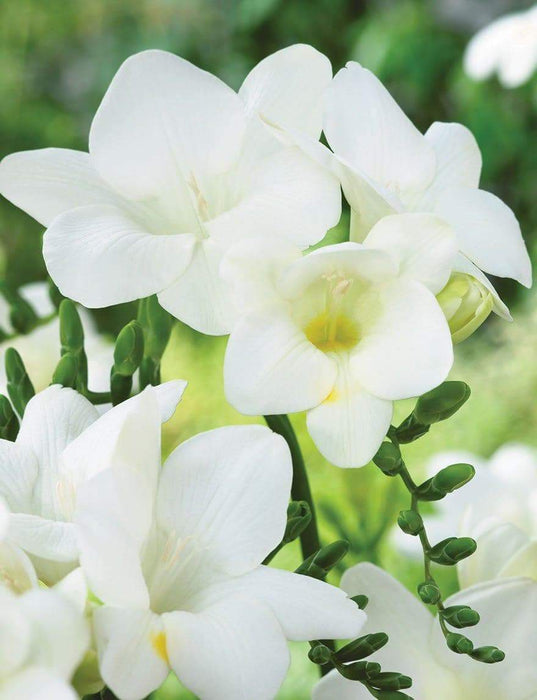 Freesia Bulbs-Double White (Fragrant) Excellent cut flowers - Caribbeangardenseed