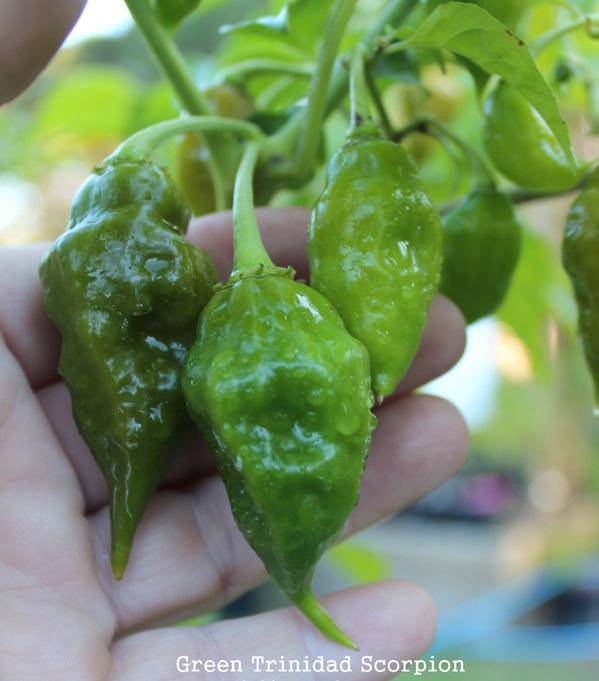Trinidad scorpion green, Pepper Seeds (capsicum chinense) - Caribbeangardenseed