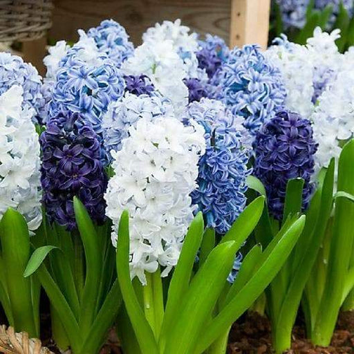 Hyacinth Bulb "Shades of Blue",beautiful blue Flowers,Fragrant - Caribbeangardenseed
