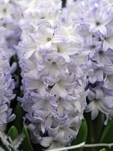Hyacinth bulbs,Blue Eyes (Light Blue) - Caribbeangardenseed