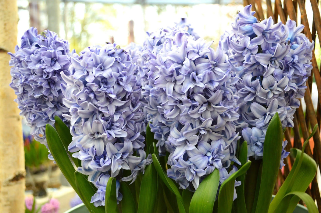 Hyacinth Bulb "Blue Tango",beautiful blue Flowers, Fragrant - Caribbeangardenseed