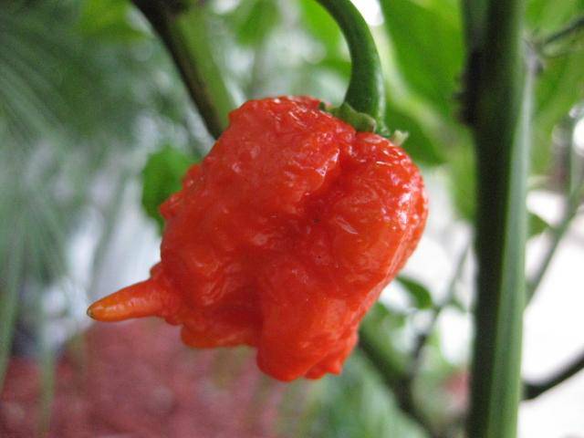 Carolina Reaper , (LIVE PLANT) World's Hottest Pepper - Caribbeangardenseed