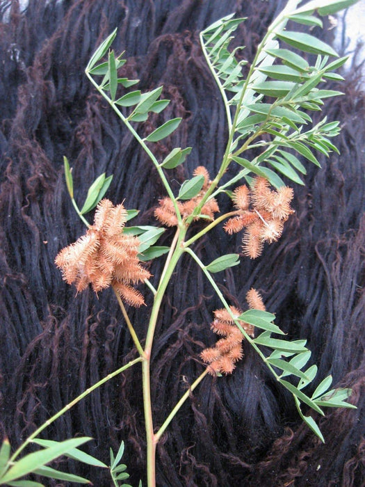 Wild Licorice SEEDS, (Glycyrrhiza Lepidota) medicinal herb - Caribbeangardenseed