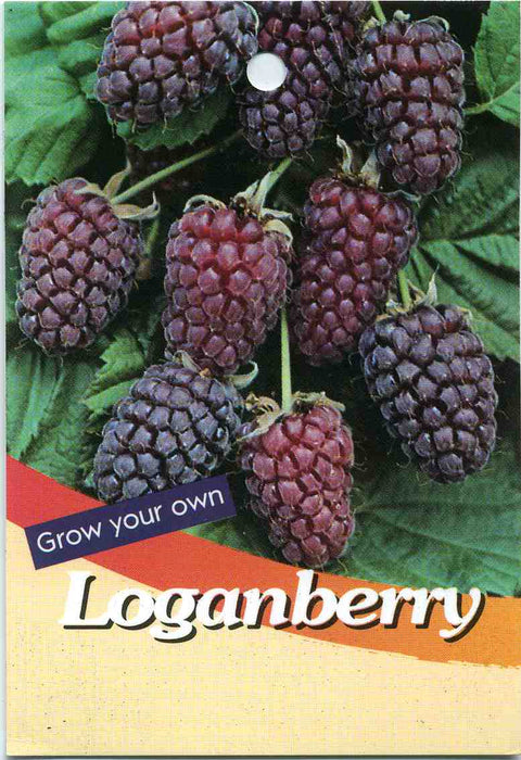Loganberry PLANT ,12-18''(Rubus × loganobaccus) Hardy Perennial Shrub! - Caribbeangardenseed