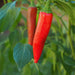 Lombok Chili Hot Pepper, PEPPER SEEDS ,Capsicum annuum - Caribbeangardenseed