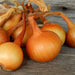Australian brown onions Seed,Onion,Allium cepa. - Caribbeangardenseed