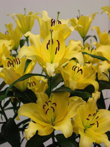 oriental lily outback (Bulbs) real thriller in the garden .Perennial - Caribbeangardenseed