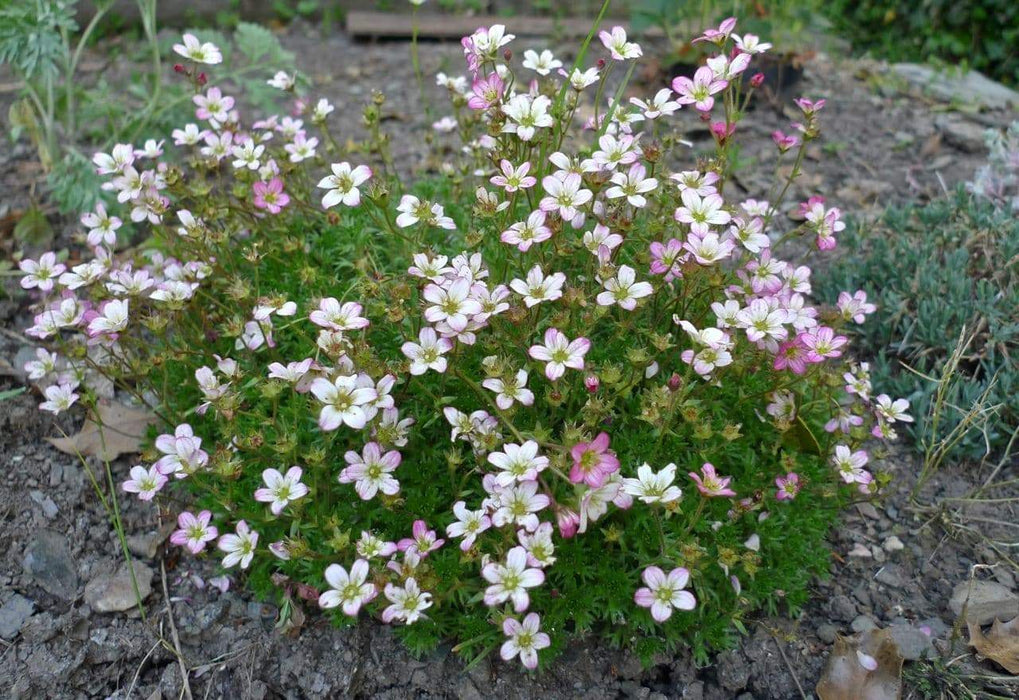 Saxifraga Mossy Seeds "Species Mix"Succulent ,Perennial Groundcover . - Caribbeangardenseed