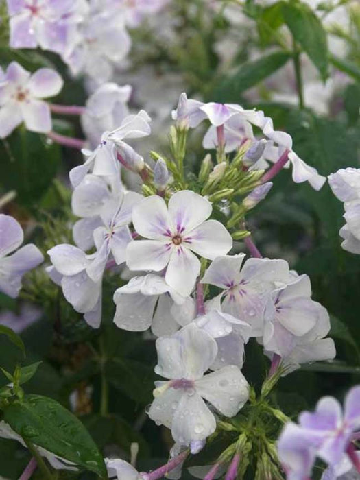 Blue Flame Phlox( BareRoot Plant) Groundcover flowers - Caribbeangardenseed