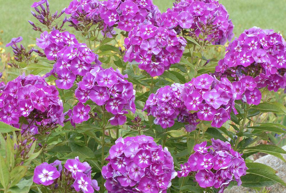 Summer Phlox - LAURA (Plant/ Root) Now Shipping - Caribbeangardenseed