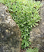 SAXIFRAGA Hostii Seeds, Succulent ,Groundcover - Caribbeangardenseed