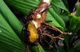 Turmeric,Yellow Variety (rhizome) ,Plant Indoors or Outdoors - Caribbeangardenseed