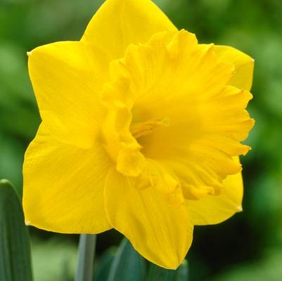 Narcissi Long-lasting 'Amsterdam Mixture'- Daffodil Bulb - Caribbeangardenseed