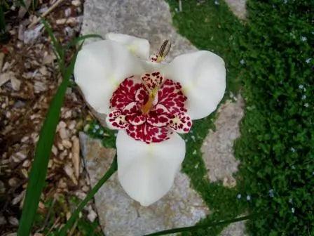 Mexican Shell Flower BULBS, Tigridia WHITE - Caribbeangardenseed