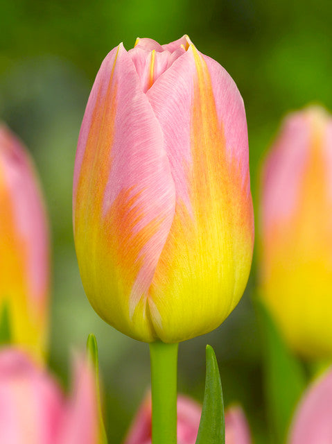 Tulip Bulbs, Finola (Double Late) Excellent Cut Flowers. - Caribbeangardenseed
