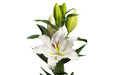 Tourega Oriental Lily Bulbs. NO Fragrance - Caribbeangardenseed