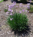 Society Garlic Seeds - Tulbaghia Violacea - both ornamental and kitchen Herb - Caribbeangardenseed