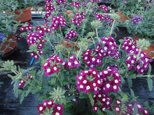 Verbena Obsession Cascade Purple Shades With Eye' ( 10 seeds ) GREAT IN CONTAINERS ! - Caribbeangardenseed