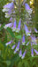 Hairy Beardtongue Flowers Seed (Penstemon hirsutus) native perennials Wildflower - Caribbeangardenseed