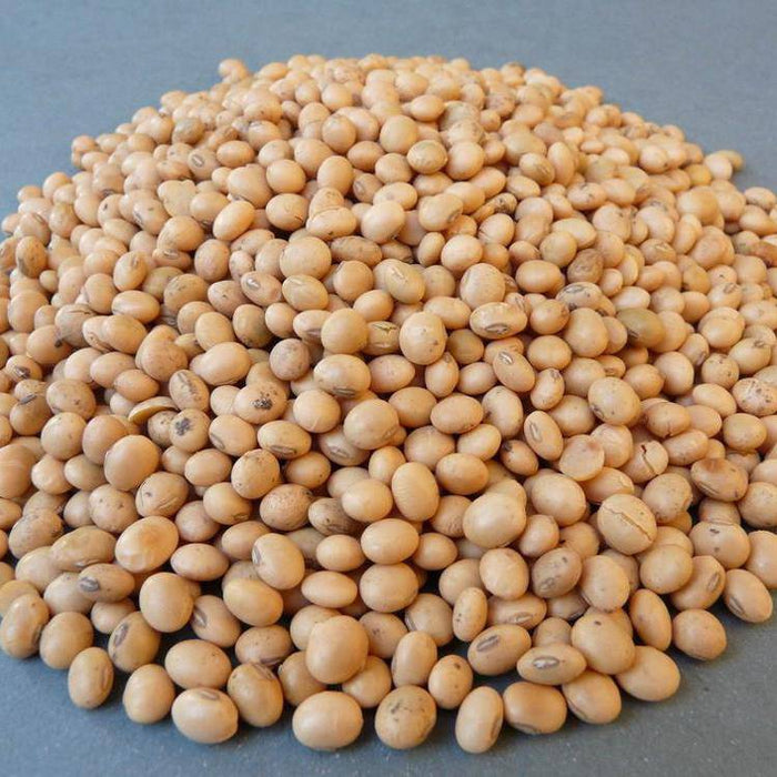 WHITE PEAS/VATANA, ,FOOD STORAGE, SPROUTS, SPROUTING SEEDS - Caribbeangardenseed