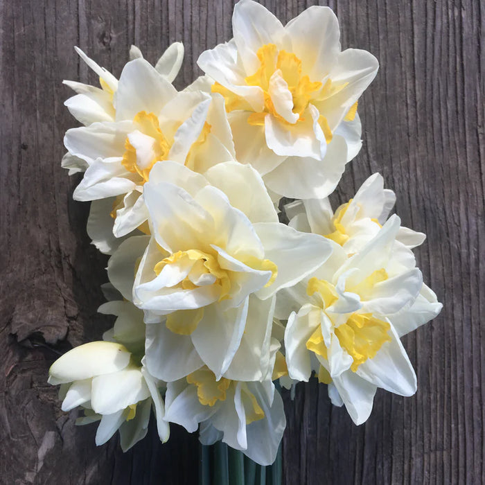 Double Daffodil White Lion, fall planting bulbs - Caribbeangardenseed