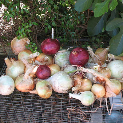 Onion Plants MIXED, Yellow, white, and red/purple - Caribbeangardenseed