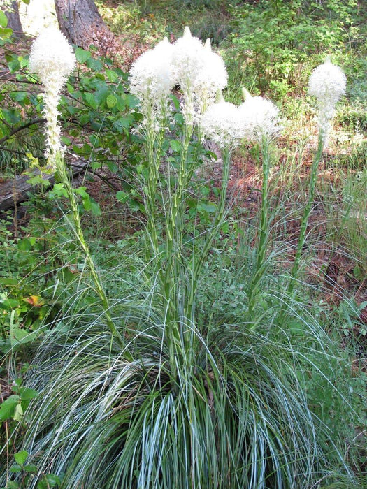 Beargrass Seed ( Xerophyllum tenax, ) Indian basket grass- Native Ornamental Grass - Caribbeangardenseed