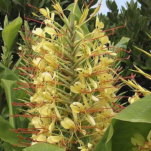 Hardy Ginger Lily SEEDS (Hedychium densiflorum ) YELLOW FLOWERS - Caribbeangardenseed
