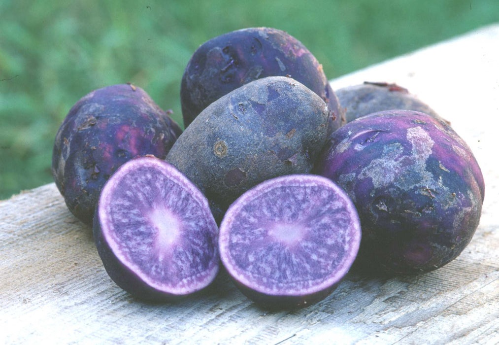 All Blue potato ,Speciality Potato, Retained Color while cooking. High in antioxidants.. - Caribbeangardenseed