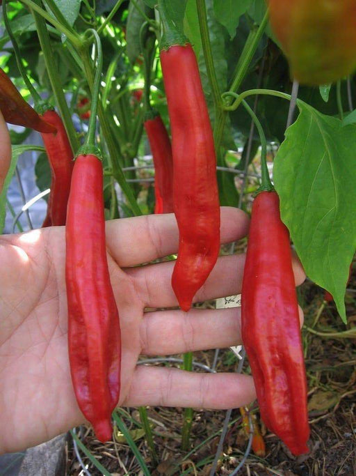Aji Colorado Chile Peppers Seeds(Capiscum baccatum), sweet peppers - Caribbeangardenseed