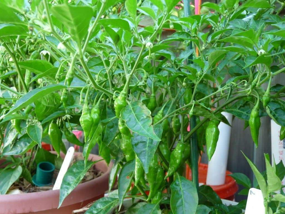 Aji Limo , Lemon Drop Pepper Seeds ,HOT, Capsicum Baccatum - Caribbeangardenseed