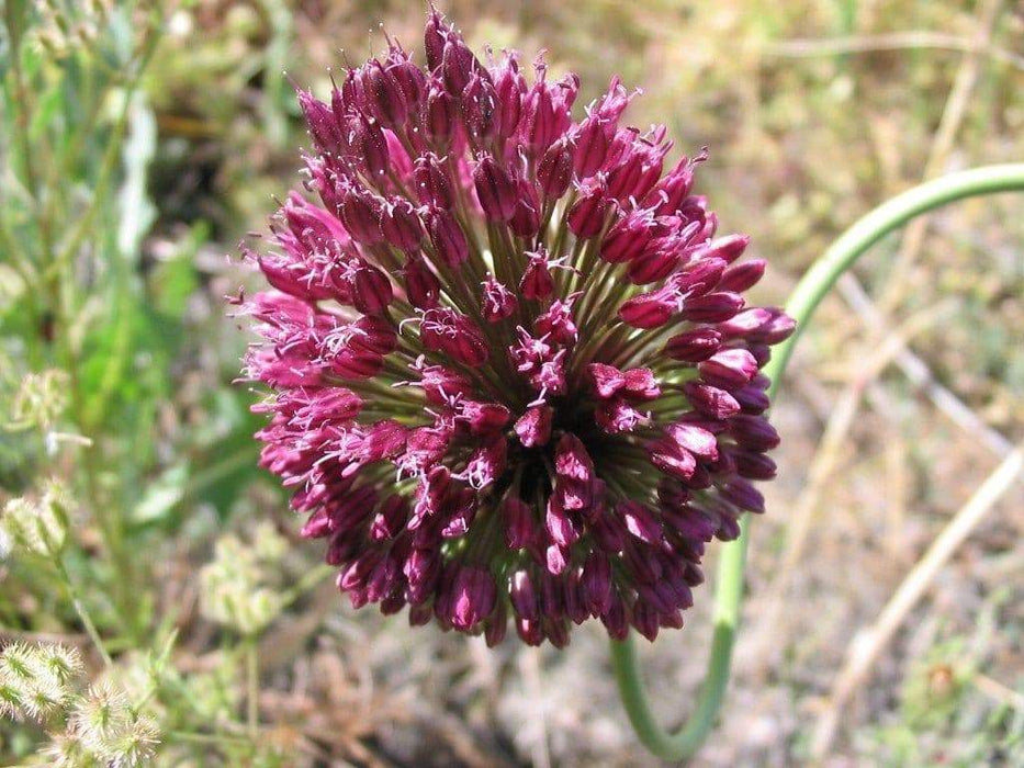 Allium Drumstick Bulbs - sphaerocephalum,Persian Onion - 6/+ cm Perennial Bulb. - Caribbeangardenseed