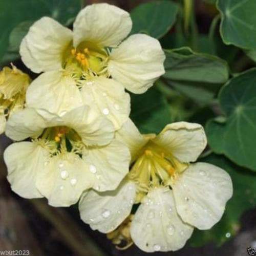 25 Nasturtium Yeti, FLOWERS SEED, Climbing vine - Caribbeangardenseed