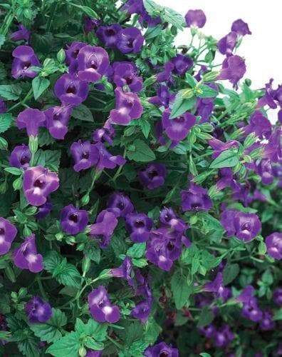Blue Garden violet, Wild flowers plant, SHADE LOVING - Caribbeangardenseed