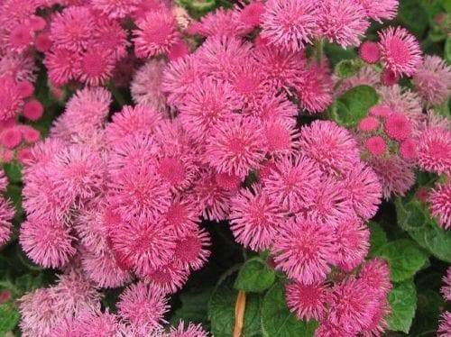 Floss Flower Seeds,ageratum houstonianum,Cloud Nine Pink-PEL,Early Variety. - Caribbeangardenseed