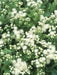 Floss Flower Seeds,ageratum houstonianum,Cloud Nine White-PEL,Early Variety. - Caribbeangardenseed