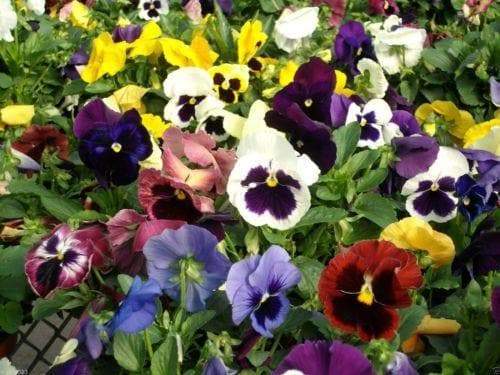 Johnny Jump-up (Viola Tricolor) purple, yellow and white - Mixed Flowers seeds! - Caribbeangardenseed