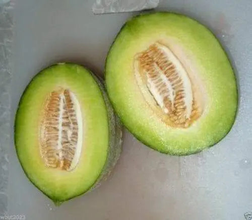 Melon Seed"Green Nutmeg" Heirloom,Extra early 2-3 pound melons.Certified Organic - Caribbeangardenseed