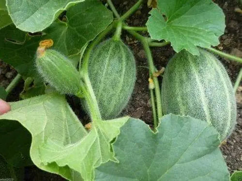 Melon Seed"Green Nutmeg" Heirloom,Extra early 2-3 pound melons.Certified Organic - Caribbeangardenseed