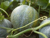 Melon Seeds, "Petit Gris de Rennes" (Cucumis melo) Certified Organic,Heirloom ! - Caribbeangardenseed