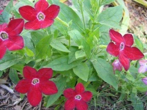 Nicotiana SEEDS (Nicotiana Alata Crimson Bedder) Flowering Tobacco - Caribbeangardenseed