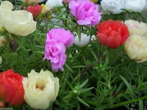 Portulaca Moss Rose ,Sundial Mix, FLOWERS SEED - Caribbeangardenseed